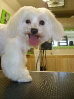 /album/quelques-photos-/toilettage-images-de-mes-toutous-067-jpg/